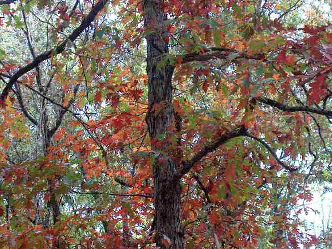 fall-magic-in-the-trees