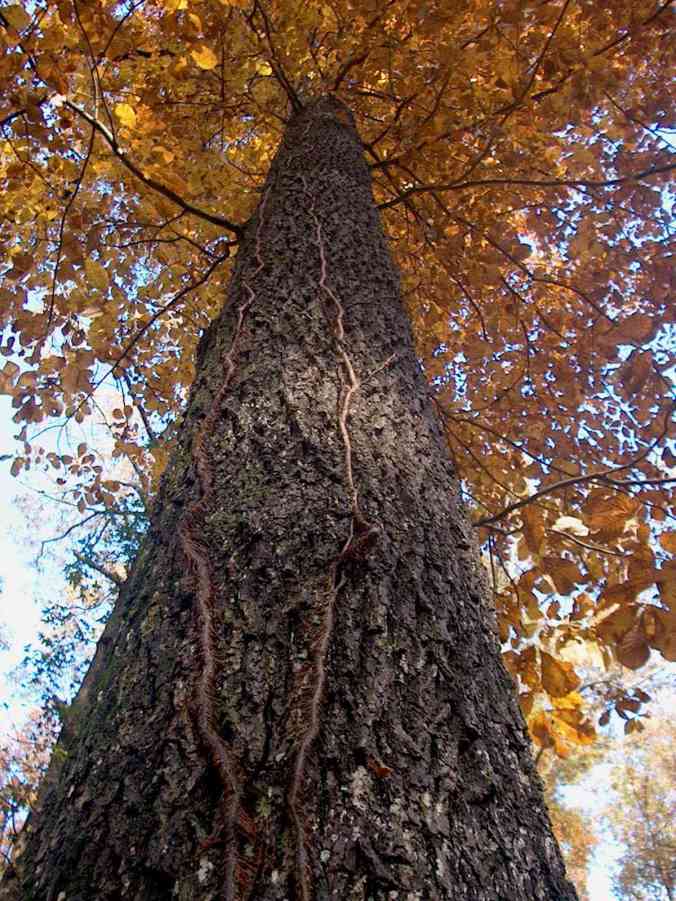 looking-up-a-tree-01